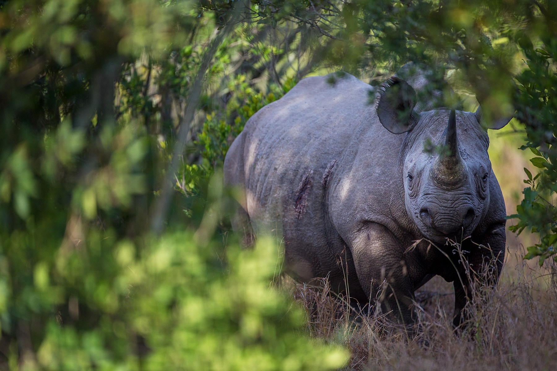Rhino in the bushes