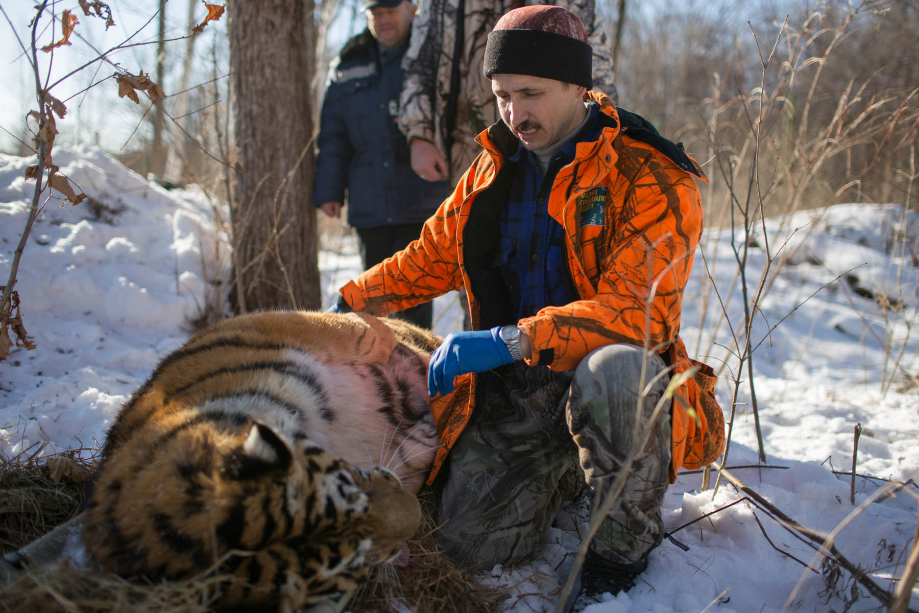 Siberian Tiger Emmanuel Rondeau Siberian Tiger Emmanuel Rondeau